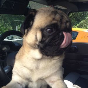 Meet your Posher, Romeo